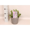 'Weekaanbieding: vaste planten 19 cm  Verbena venosa Rigida (Lilac)
