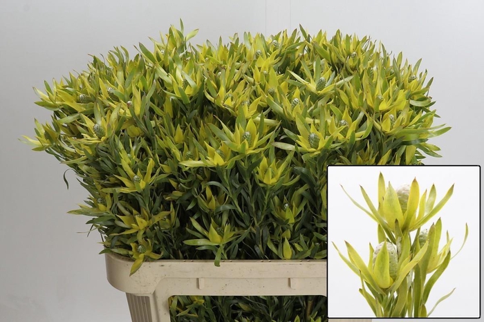 <h4>LEUCAD PIZZA</h4>