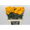 Tagetes Marigold Promise Light Orange