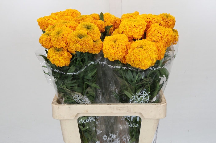 <h4>Tagetes Marigold Promise Light Orange</h4>