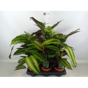Calathea  'Beautystar'