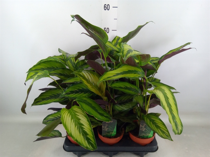 <h4>Calathea  'Beautystar'</h4>