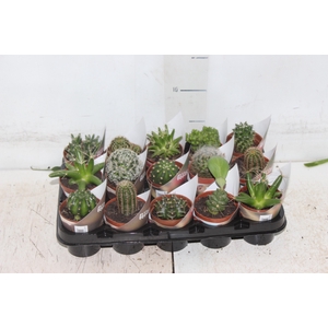 CACTUS RAIZ PROPRIA P06