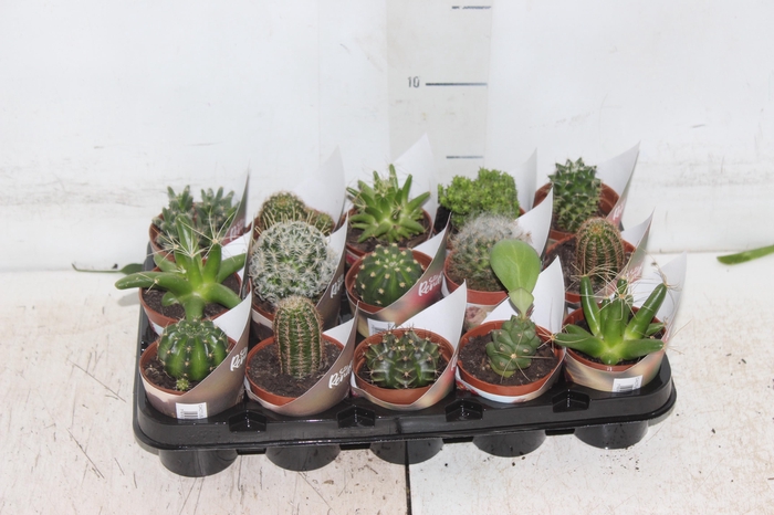 <h4>CACTUS RAIZ PROPRIA P06</h4>