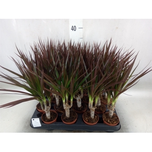 Dracaena marg. 'Magenta'