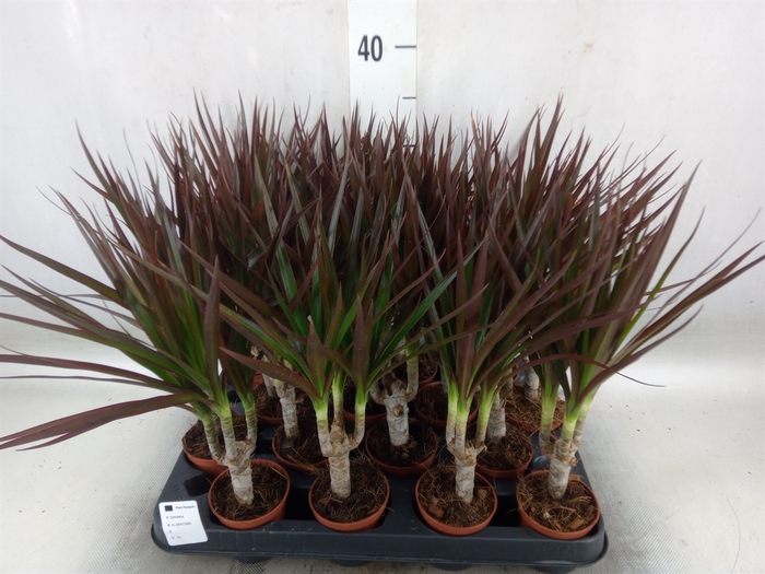 <h4>Dracaena marg. 'Magenta'</h4>