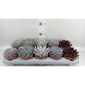 Echeveria   ...mix