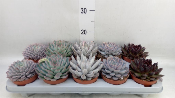 <h4>Echeveria   ...mix</h4>
