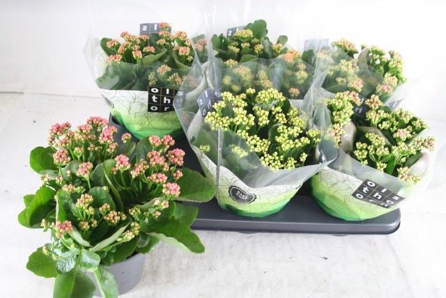 <h4>KAL GE GEM 5 KL</h4>