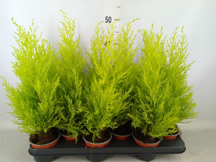 <h4>Cupressus macro. 'Goldcrest Wilma'</h4>