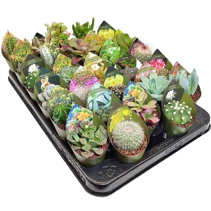 MIX CACTUS AND SUCCULENTS - TRAY 30 PCS - POT Ø 5,5 WITH POTCOVER (CACTUS EN SUCCULENTEN)