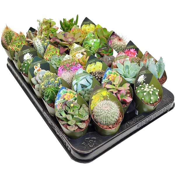 <h4>MIX CACTUS AND SUCCULENTS - TRAY 30 PCS - POT Ø 5,5 WITH POTCOVER (CACTUS EN SUCCULENTEN)</h4>