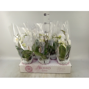 Phalaenopsis   ...white