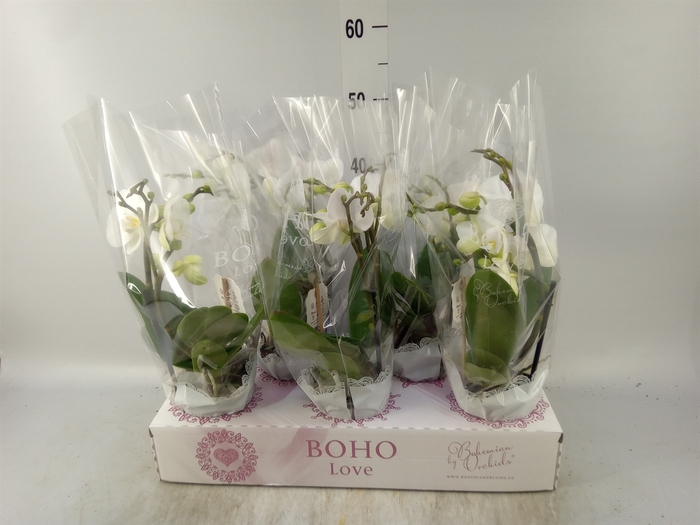 <h4>Phalaenopsis   ...white</h4>