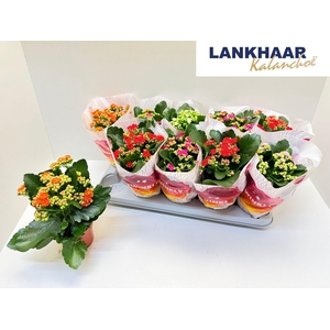 KAL GE PERF GEM 5 KL