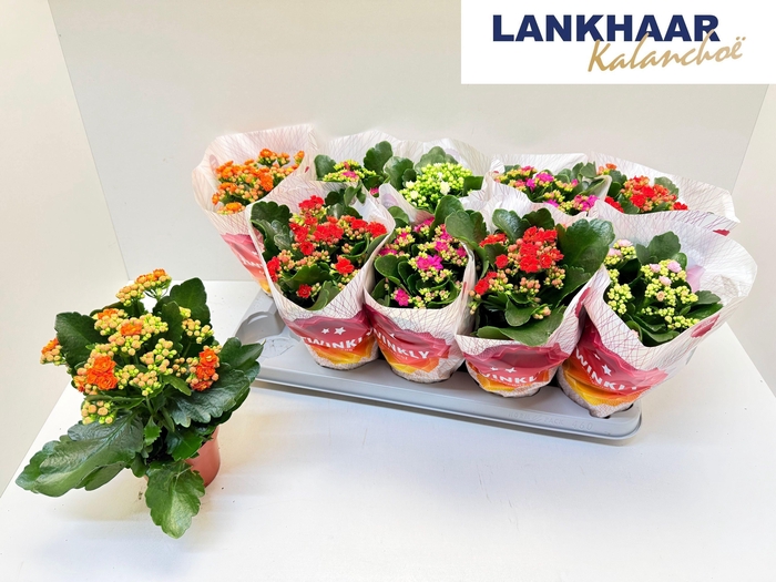 <h4>KAL GE PERF GEM 5 KL</h4>