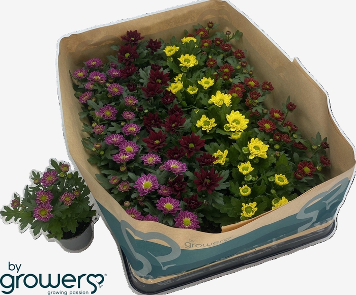 <h4>CHRYS GEM 6 KL</h4>