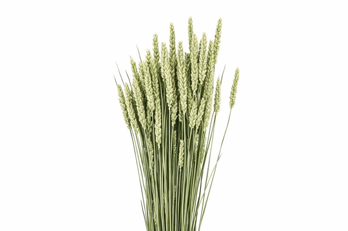 <h4>Dried Triticum (tarwe) Natural Bunch</h4>