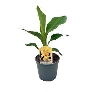 Canna Tenerife Zonder Bloem p 14