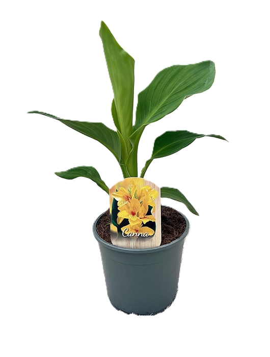 <h4>Canna Tenerife Zonder Bloem p 14</h4>