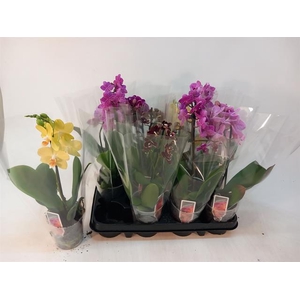 PHAL MF GEM 4 KL