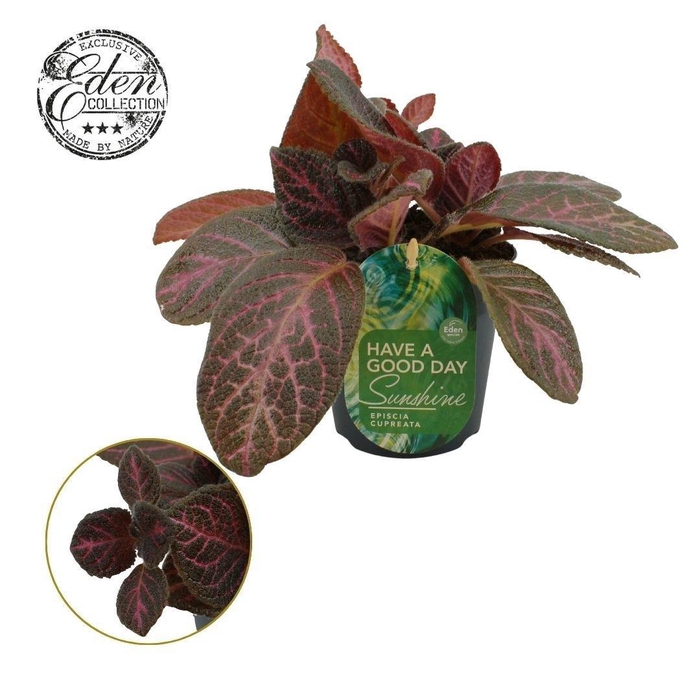 <h4>Episcia cupreata Tier Noche 12cm</h4>