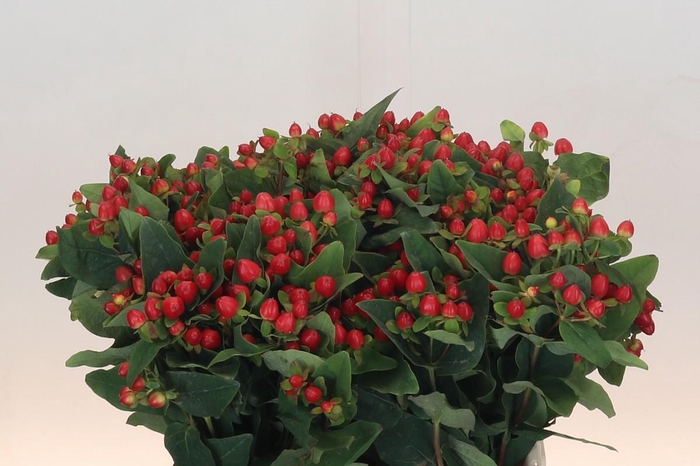 Hypericum Magical Triumph