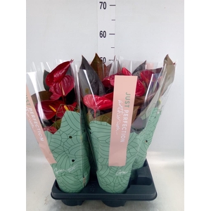 Anthurium andr. 'Delicata'