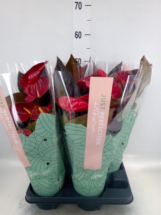 <h4>Anthurium andr. 'Delicata'</h4>