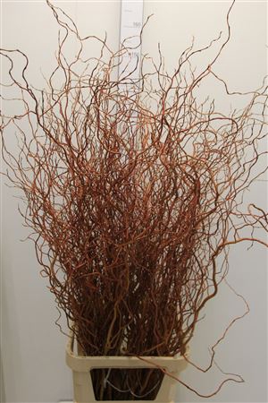 <h4>Salix Golden Curls</h4>