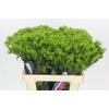 Dianthus Br Kiwi Mellow