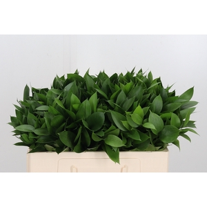 Ruscus