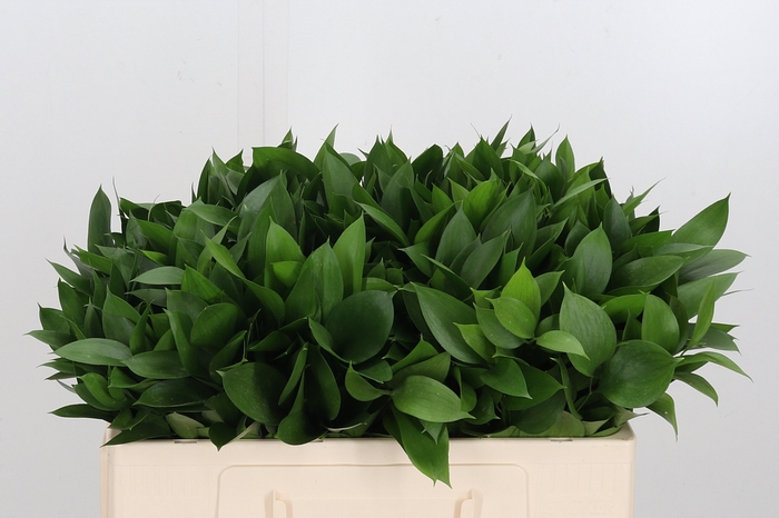 <h4>Ruscus</h4>