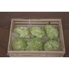 Wax Hydrangea Creme\groen
