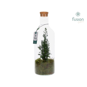 Green Bottle Fles Medium Kerst met Chamaecyparis