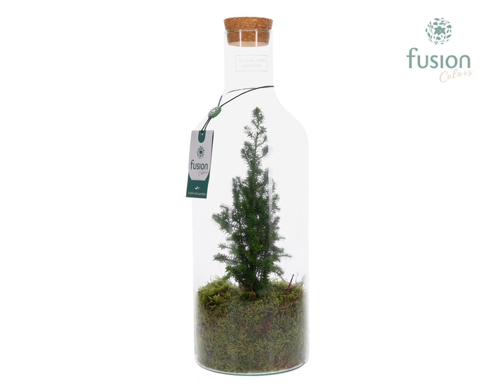 <h4>Green Bottle Fles Medium Kerst met Chamaecyparis</h4>