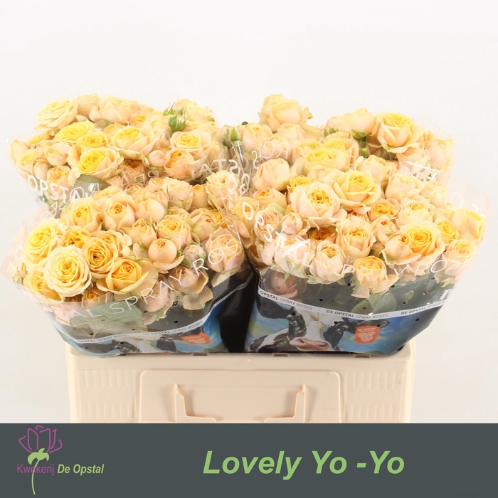 <h4>R tr Lovely Yo-Yo</h4>