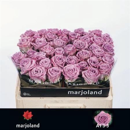 <h4>Rosa a grande fleur Nayeli!</h4>