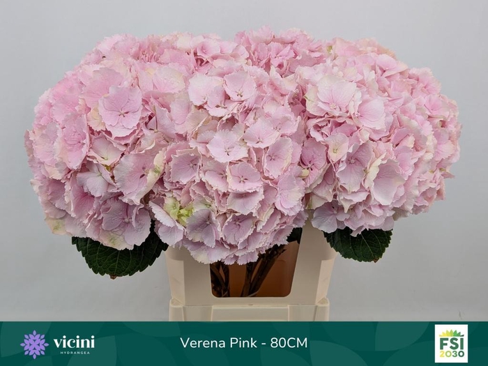 <h4>HYDR M CH VERENA</h4>