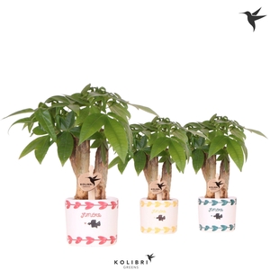 Kolibri Greens Pachira in Amore pot mix