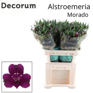 Alstr Morado Decorum Young T2G