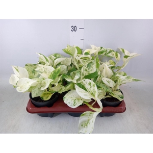 Epipremnum pinn. 'Happy Leaf'