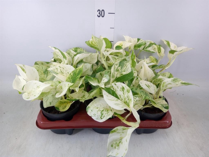 <h4>Epipremnum pinn. 'Happy Leaf'</h4>