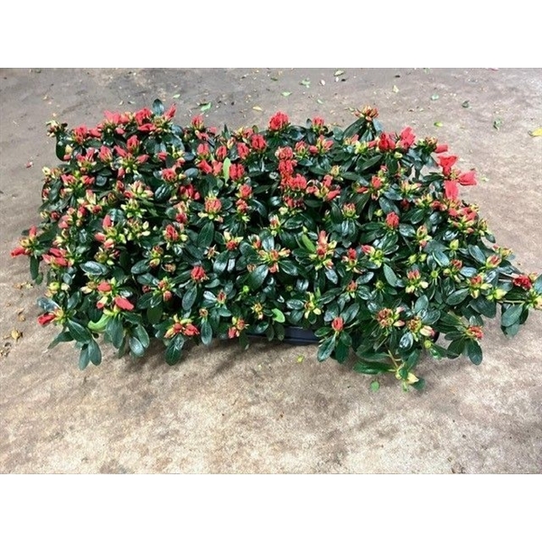 <h4>Azalea 13 cm Rood zonder hoes</h4>