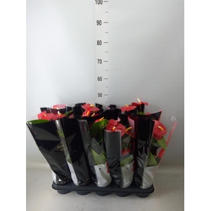 Anthurium andr. 'Royal Champion'