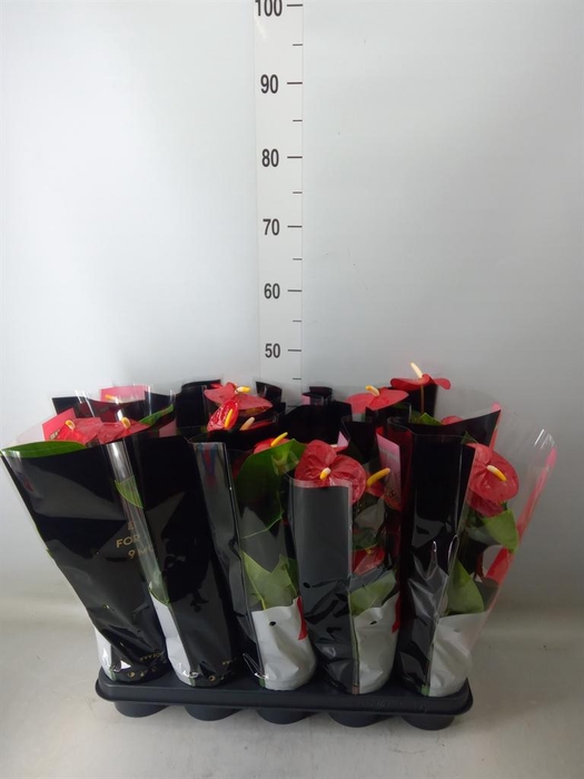 <h4>Anthurium andr. 'Royal Champion'</h4>