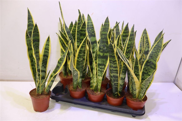 <h4>Sansev Laurentii</h4>