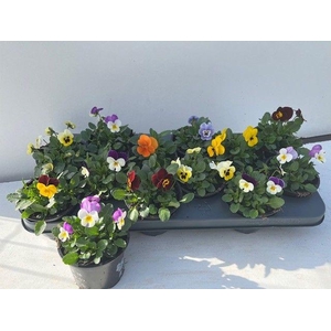 VIOLA CORNUTA MIX P10.5
