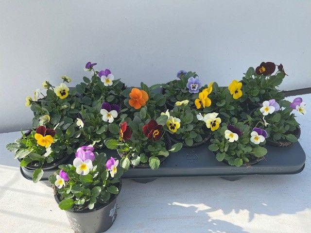 <h4>VIOLA CORNUTA MIX P10.5</h4>