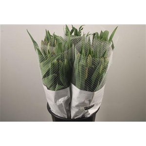 Tu Fr En La Romaine Ex